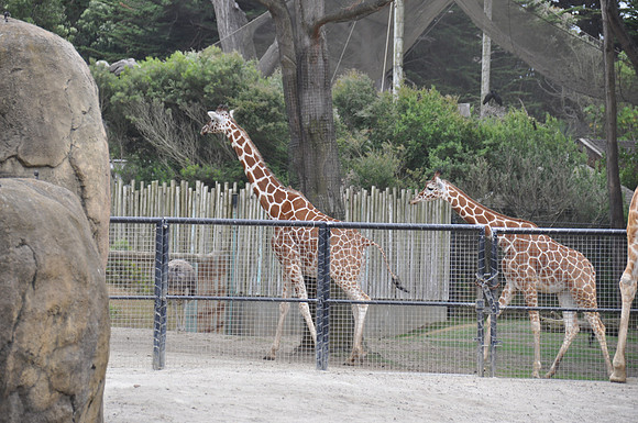 2014-06-12 Trip to the Zoo 436