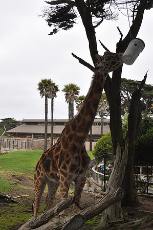 2014-06-12 Trip to the Zoo 465