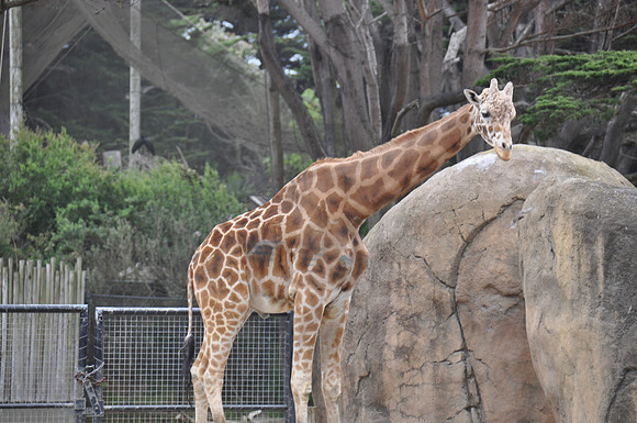 2014-06-12 Trip to the Zoo 443
