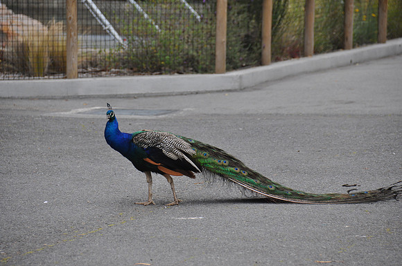 2014-06-12 Trip to the Zoo 131
