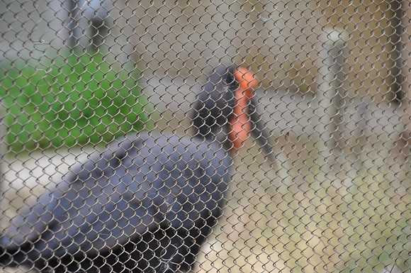 2014-06-12 Trip to the Zoo 096