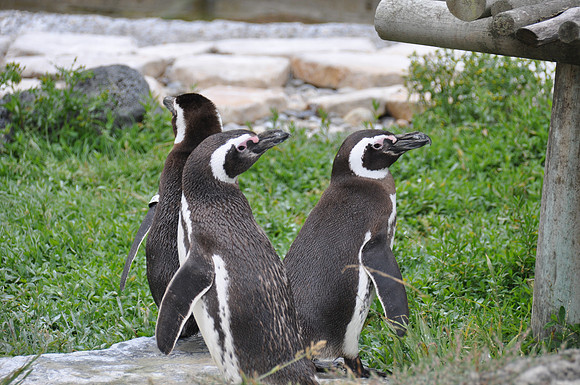 2014-06-12 Trip to the Zoo 250