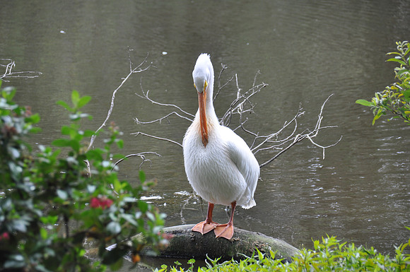 2014-06-12 Trip to the Zoo 124