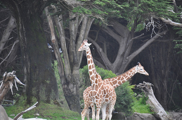 2014-06-12 Trip to the Zoo 430