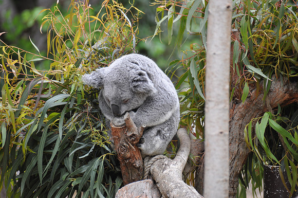 2014-06-12 Trip to the Zoo 101