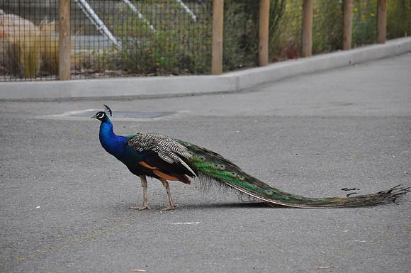 2014-06-12 Trip to the Zoo 132