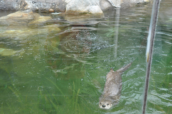 2014-06-12 Trip to the Zoo 270