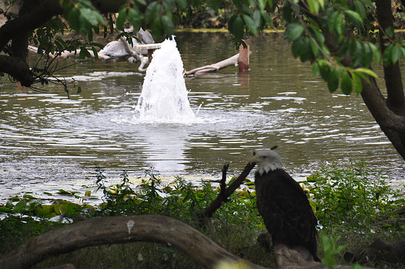 2014-06-12 Trip to the Zoo 187