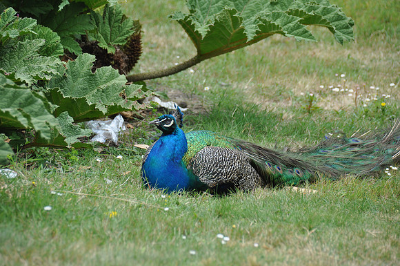 2014-06-12 Trip to the Zoo 211