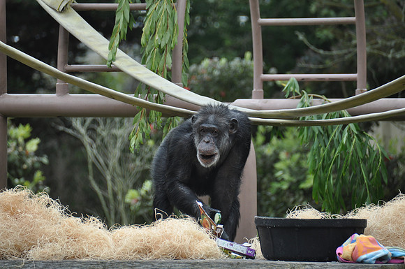 2014-06-12 Trip to the Zoo 085