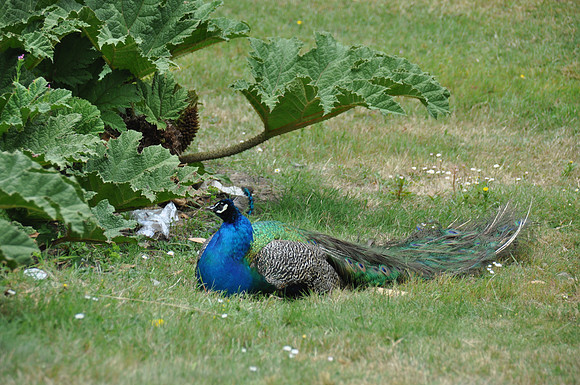 2014-06-12 Trip to the Zoo 210