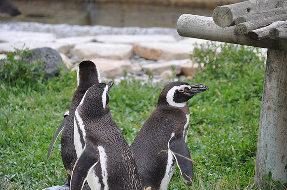 2014-06-12 Trip to the Zoo 249