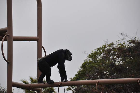 2014-06-12 Trip to the Zoo 089