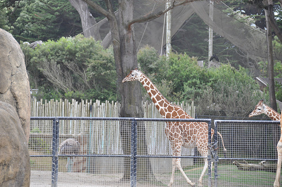2014-06-12 Trip to the Zoo 435