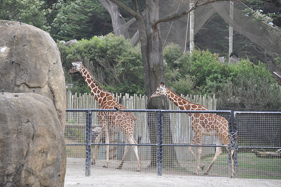 2014-06-12 Trip to the Zoo 437