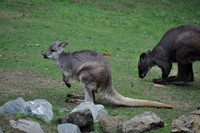 2014-06-12 Trip to the Zoo 120