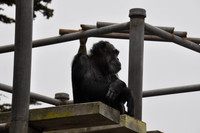 2014-06-12 Trip to the Zoo 084