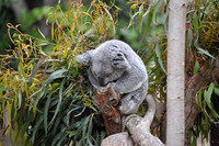 2014-06-12 Trip to the Zoo 102