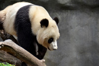 2016-05-15 San Diego Zoo 0138