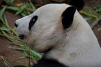 2016-05-15 San Diego Zoo 0125