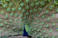 2016-05-15 San Diego Zoo 0353