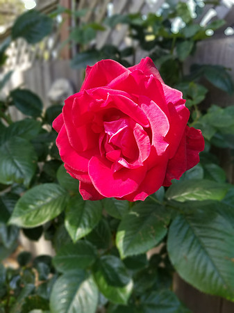 2018-05-29 Valentina's Roses 06