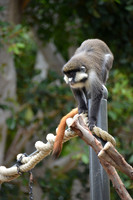2016-05-15 San Diego Zoo 0197