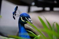 2016-05-15 San Diego Zoo 0315