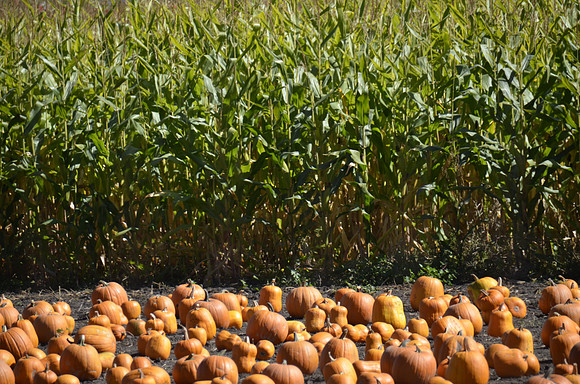 2013-10-12 Pumpkin Patch 426