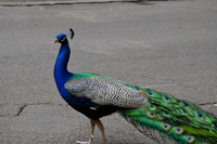 2016-05-15 San Diego Zoo 0328