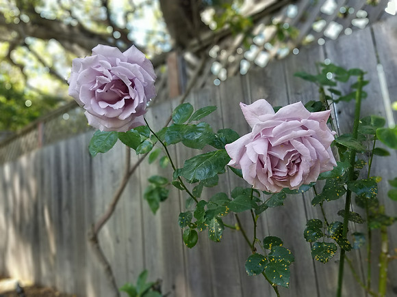 2018-05-29 Valentina's Roses 07