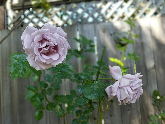 2018-05-29 Valentina's Roses 08