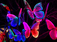2021-02-24 Oakland Zoo Glowfari 168