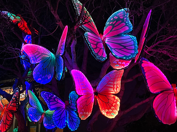 2021-02-24 Oakland Zoo Glowfari 168