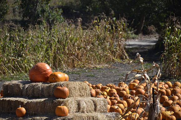 2013-10-12 Pumpkin Patch 423