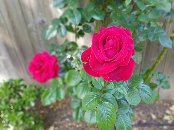 2018-05-29 Valentina's Roses 04