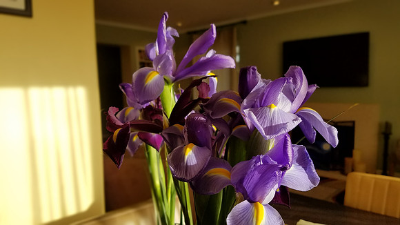 2019-05-01 Flowers 5