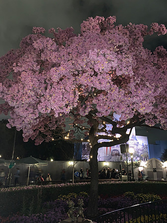 2019-04-02 Disneyland 732