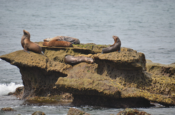 2016-05-16 Trip to San Diego 398