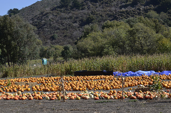 2013-10-12 Pumpkin Patch 421