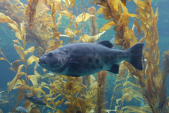 2016-05-16 Birch Aquarium at Scripps 081