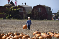 2013-10-12 Pumpkin Patch 160