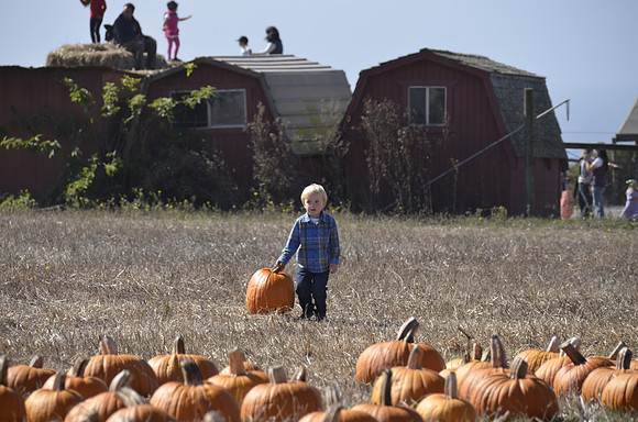 2013-10-12 Pumpkin Patch 160