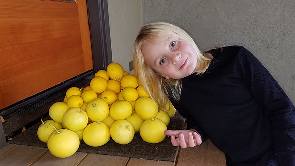 2018-12-23 Lemon Picking 11