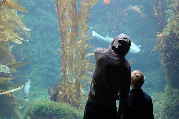 2016-05-16 Birch Aquarium at Scripps 096
