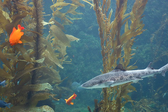 2016-05-16 Birch Aquarium at Scripps 087