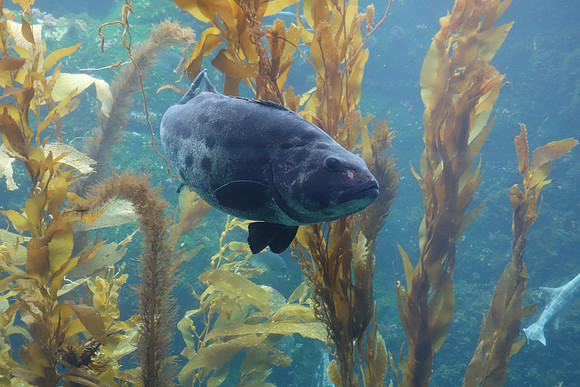 2016-05-16 Birch Aquarium at Scripps 089