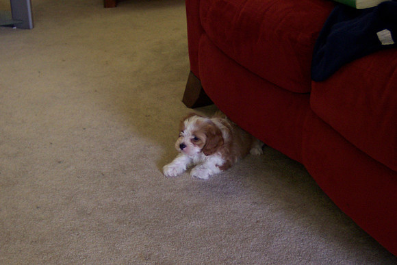 2008-01-31 The New Kids 4