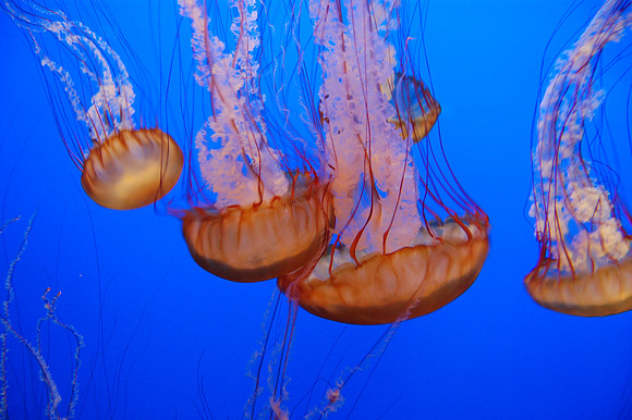 2008-05-26 Monterey Bay 200