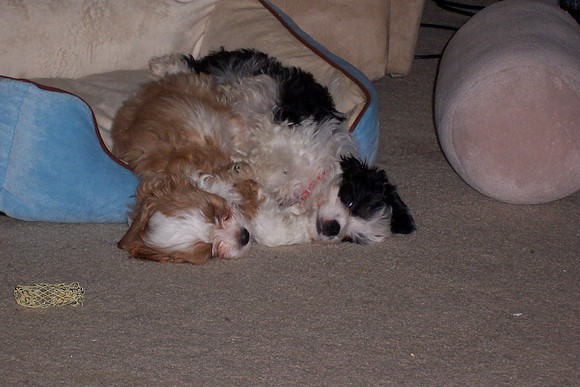 2008-01-31 The New Kids 3